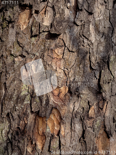 Image of Tree bark texture