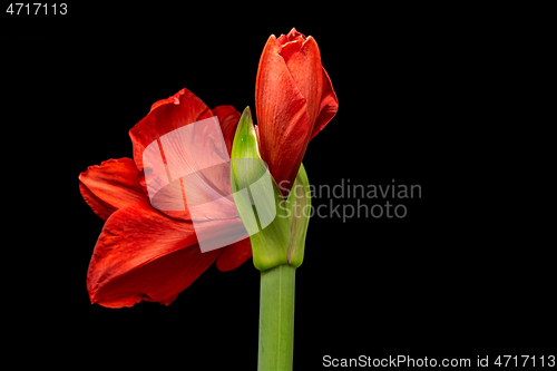 Image of Blooming red Amaryllis flower