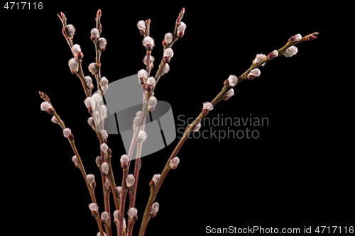 Image of Blooming willow flowers