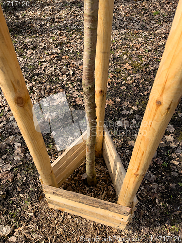 Image of Planting trees in park