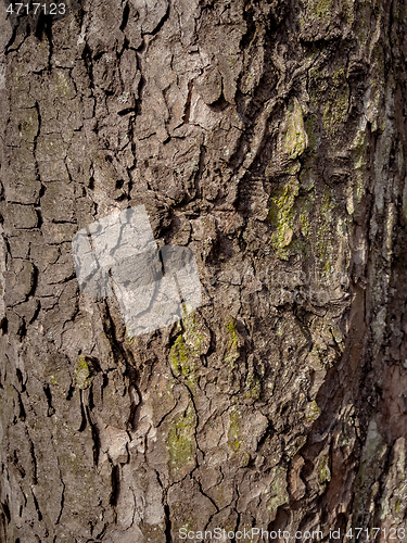 Image of Tree bark texture