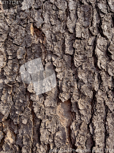 Image of Tree bark texture