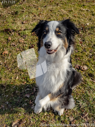 Image of Australian Shepherd Dog at park