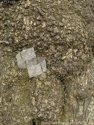 Image of Tree bark texture