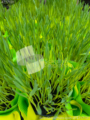 Image of Green grass in pot