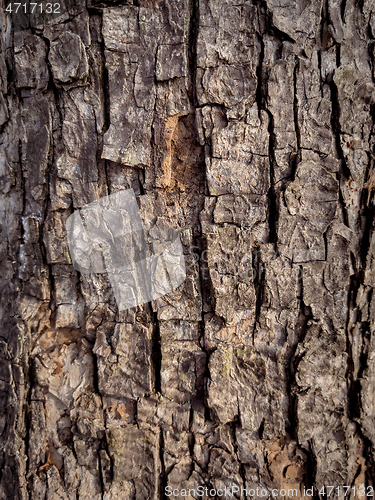 Image of Tree bark texture