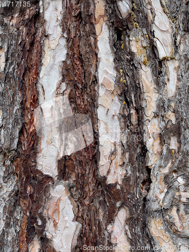 Image of Tree bark texture