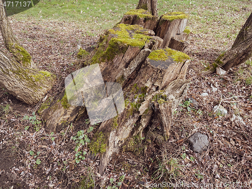 Image of Old tree stump covered moss