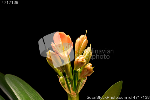 Image of Blooming orange Amaryllis flower