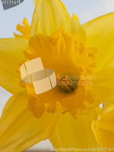 Image of Spring Daffodil flowers