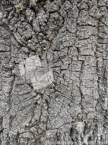 Image of Tree bark texture