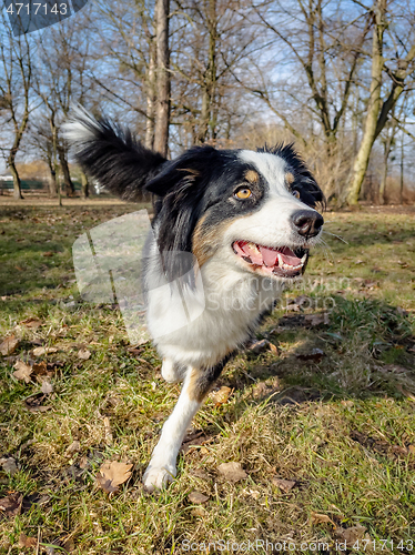 Image of Australian Shepherd Dog at park