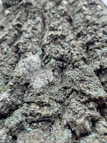 Image of Tree bark texture