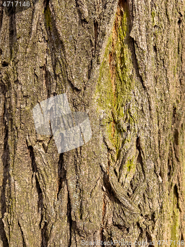 Image of Tree bark texture