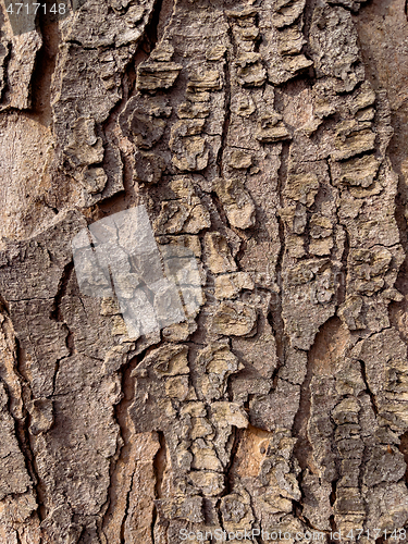 Image of Tree bark texture