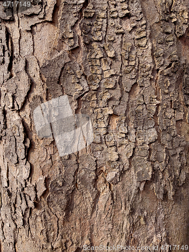 Image of Tree bark texture