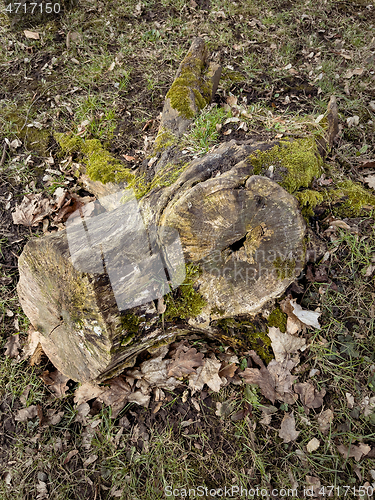 Image of Old tree stump covered moss