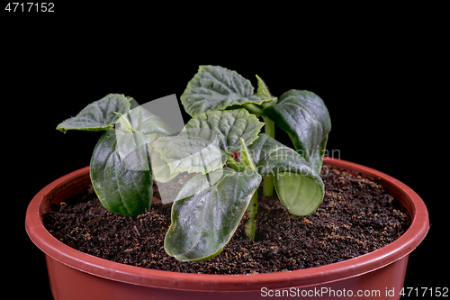 Image of Small green cucumbers seedling