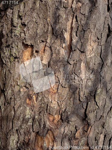 Image of Tree bark texture