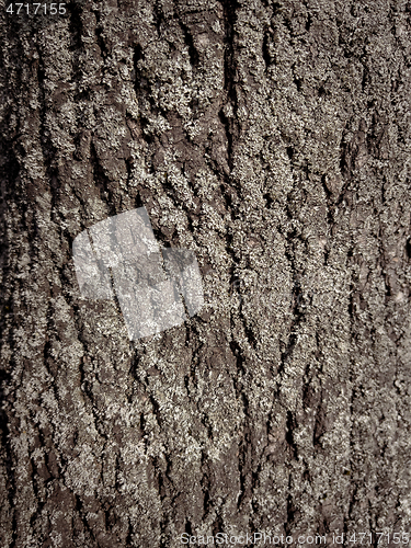 Image of Tree bark texture