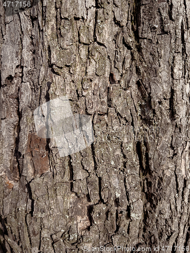 Image of Tree bark texture