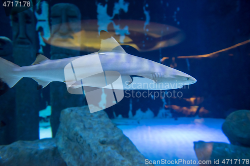 Image of shark swimming in aquarium