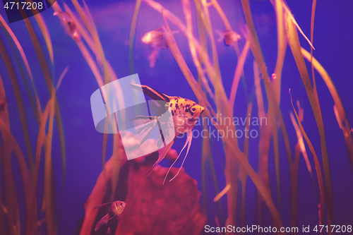 Image of aquarium with colorful fishes