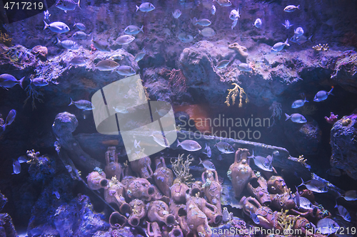 Image of aquarium with colorful fishes