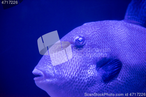 Image of fish swimming in aquarium