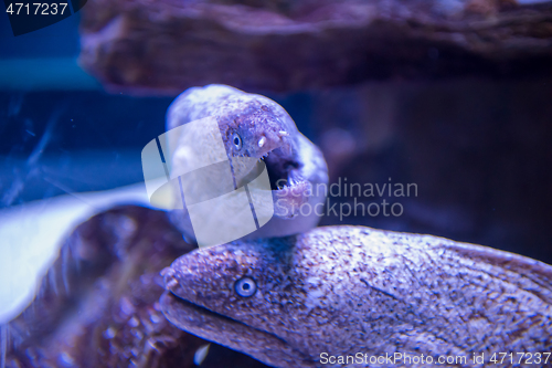 Image of fish swimming in aquarium