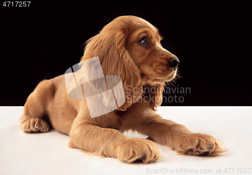 Image of Studio shot of english cocker spaniel dog isolated on black studio background