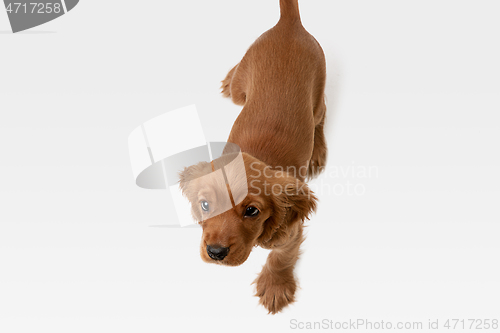 Image of Studio shot of english cocker spaniel dog isolated on white studio background