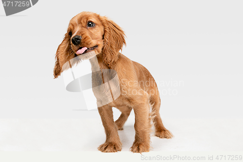 Image of Studio shot of english cocker spaniel dog isolated on white studio background