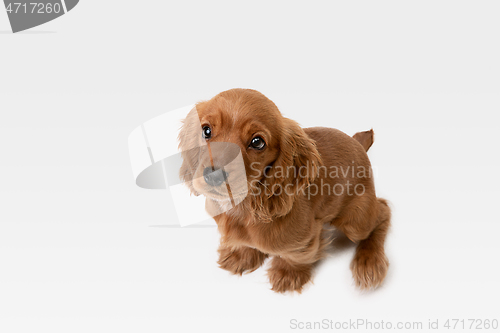 Image of Studio shot of english cocker spaniel dog isolated on white studio background