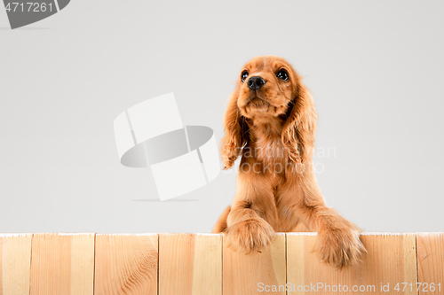 Image of Studio shot of english cocker spaniel dog isolated on white studio background