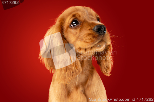 Image of Studio shot of english cocker spaniel dog isolated on red studio background