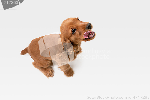 Image of Studio shot of english cocker spaniel dog isolated on white studio background