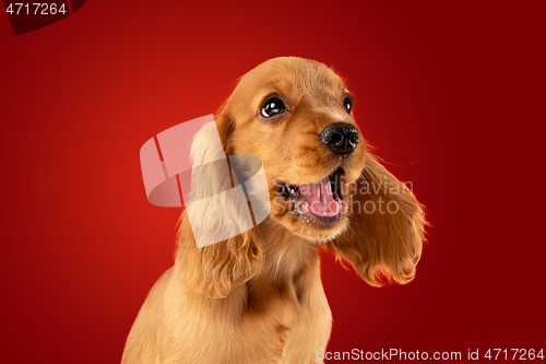 Image of Studio shot of english cocker spaniel dog isolated on red studio background