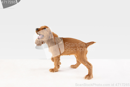 Image of Studio shot of english cocker spaniel dog isolated on white studio background