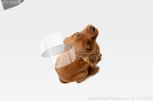 Image of Studio shot of english cocker spaniel dog isolated on white studio background