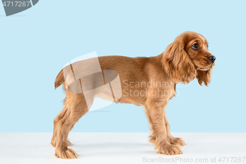 Image of Studio shot of english cocker spaniel dog isolated on blue studio background