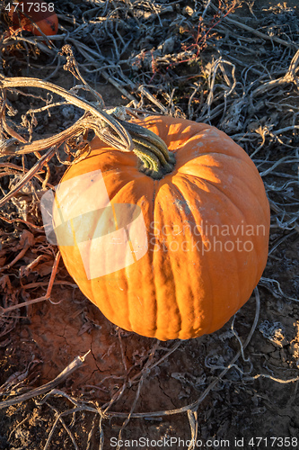Image of typical field of pumpkin
