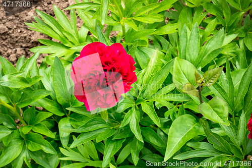 Image of red peony flower in the garden