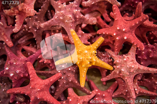 Image of Plenty starfish