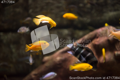 Image of aquarium with colorful fishes