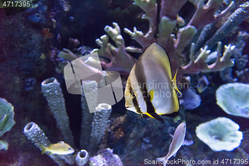 Image of aquarium with colorful fishes