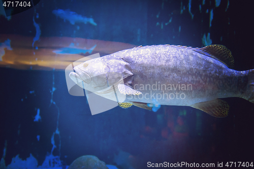 Image of fish swimming in aquarium