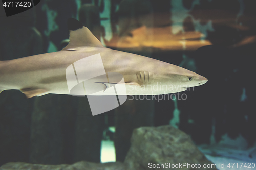 Image of shark swimming in aquarium