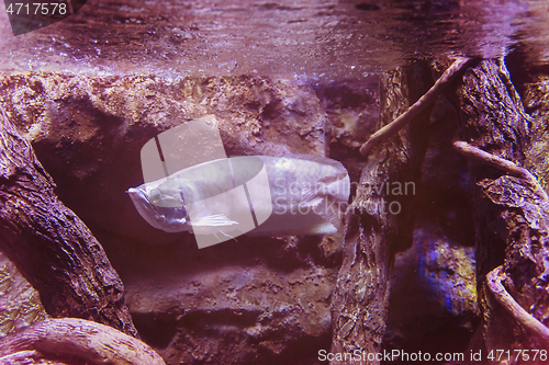 Image of fish swimming in aquarium