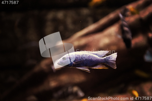 Image of aquarium with colorful fishes